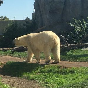 Meet your Posher, Peter